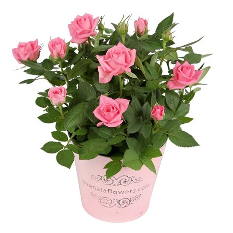 Mini Rose Bush 4 Pink Flower Delivery Greenville Il Meraki Florist