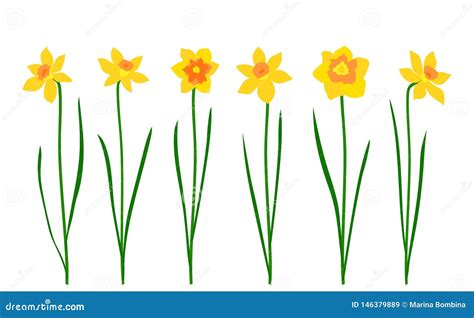 Set Of Narcissus Isolated On White Background Vector Illustration