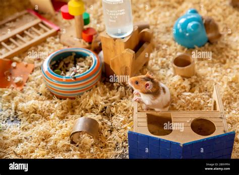 Siberian Hamster High Resolution Stock Photography And Images Alamy