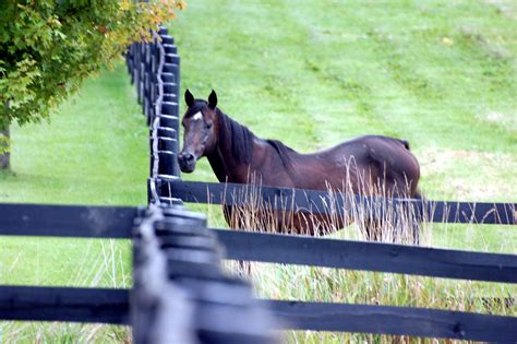 PROPER REALITY | Old Friend Equine