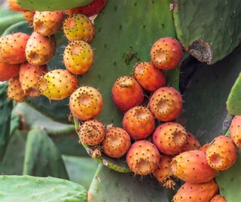 How Fast Do Prickly Pear Cactus Grow Gardening Slash