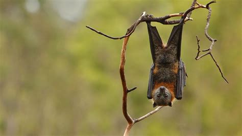 Grey Headed Flying Fox Interesting Facts Pictures And Other