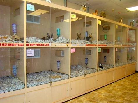 What Happens To Unsold Puppies At Pet Stores
