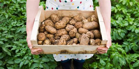 Now that you have a whole bunch of spuds. Can storing potatoes in your fridge cause cancer?