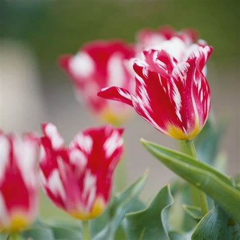 The New Mania For Historic Tulips Financial Times