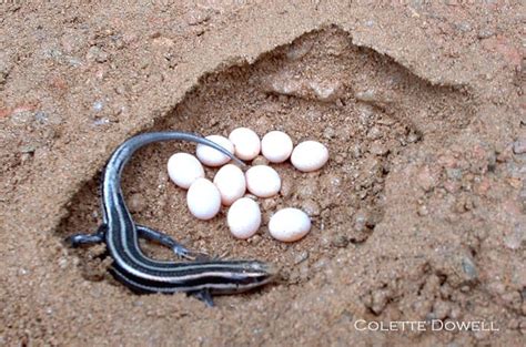 Pigeon eggs generally take about 18 days to hatch. Tree Frogs Lizards Eggs Hatching Colette Dowell