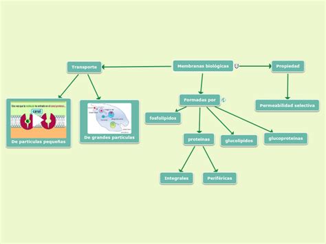 Membranas Biológicas Mind Map