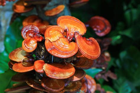 Reishi The Popular One Mushrooms Health