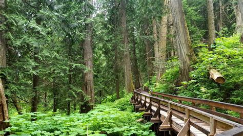 Walk Through An Ancient Bc Forest With Towering 1000 Year Old Trees