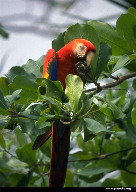 Scarlet Macaws Information And Facts On Scarlet Macaws