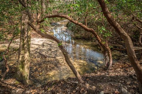 Gnarled Tree Creek Stock Photos Free And Royalty Free Stock Photos From