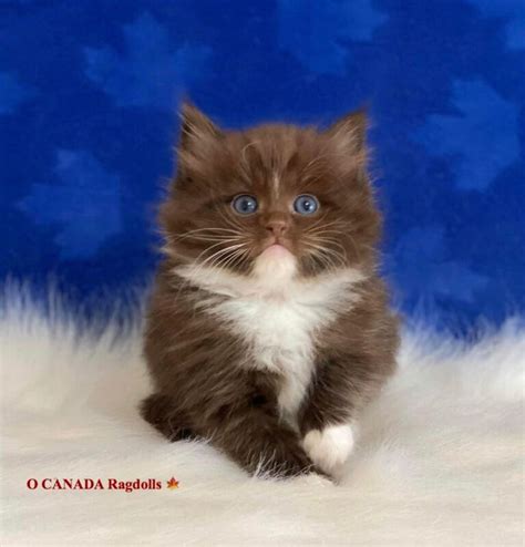 Ragdoll Cats Ragdoll Kittens For Sale O Canada Ragdolls Cinnamon
