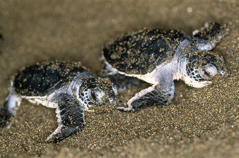 Green Sea Turtle Hatchlings Photograph By M Watson Pixels