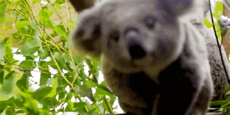 Koala Bears Koala  Wiffle