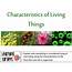 PPT  Characteristics Of Living Things PowerPoint Presentation Free