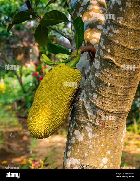 Jackfruit Tree Artocarpus Heterophyllus Hi Res Stock Photography And