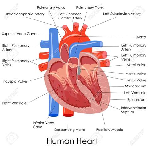 Human Heart Anatomy Diagram Health Images Reference