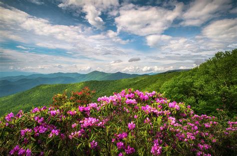 North Carolina Spring Flowers Mountain Landscape Blue