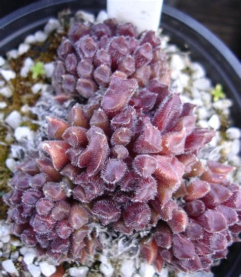 A pitaya (/pɪˈtaɪ.ə/) or pitahaya (/ˌpɪtəˈhaɪ.ə/) is the fruit of several different cactus species indigenous to the americas. Red Oddity | Lithops, Cactus garden, Cacti and succulents