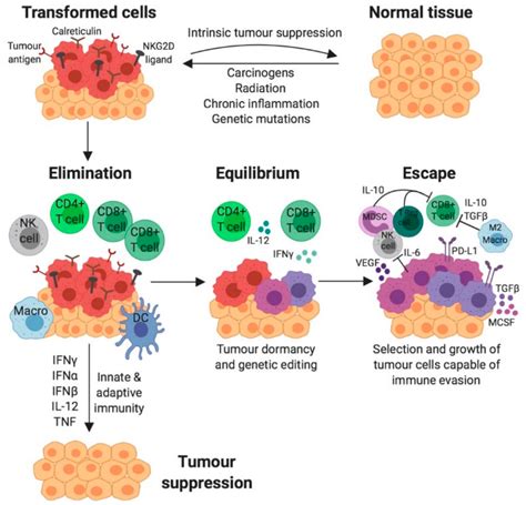 Cancers Free Full Text The Immune Microenvironment Of Breast Cancer