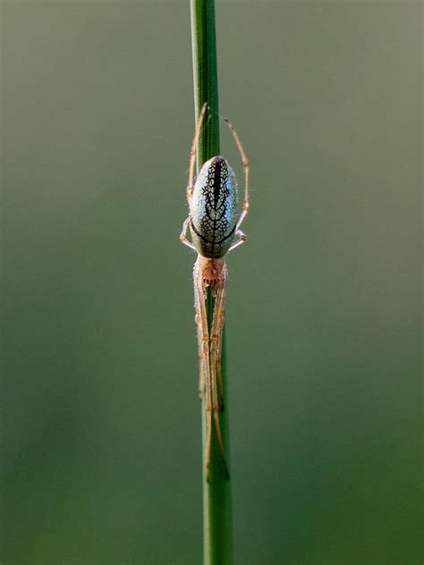 Long Jawed Spider Photograph By Jouko Lehto