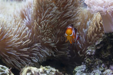 Beautiful Clownfish And Sea Anemone Stock Photo Image Of Cute