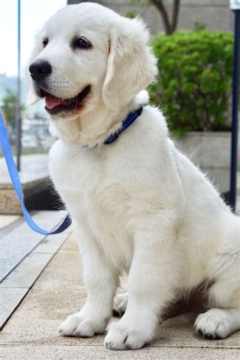 Visit us now to find the right golden retriever for you. Golden Retriever, Fully Health Tested Ice White Golden ...