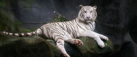 White Bengal Tiger Wallpaper 4k 5k Zoo Cave White Tiger Wild
