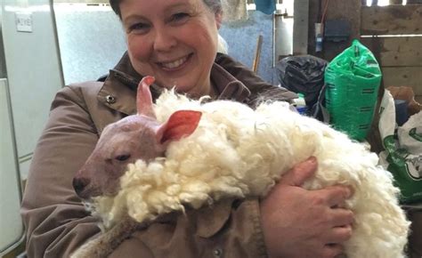 Wiltshire Lamb Born Without A Fleece Saved From The Chop Bbc News