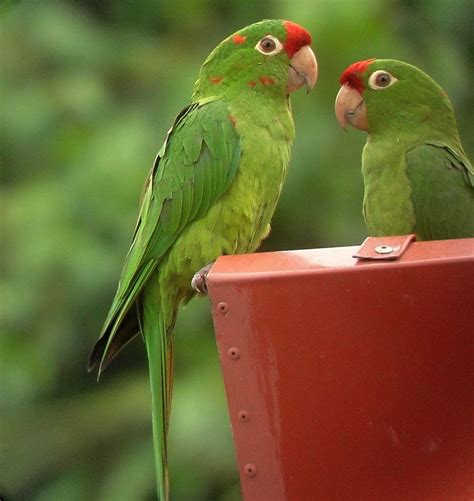 Crimson Fronted Parakeets Are Common Backyard Birds In San Jose Costa