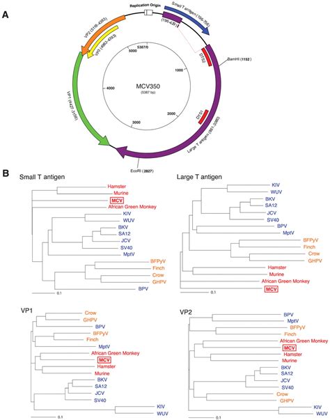 Clonal Integration Of A Polyomavirus In Human Merkel Cell Carcinoma