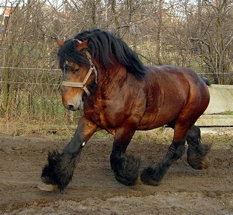 I Love This Hose Belgian Draft Horse Horses Belgian Horse