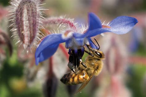 Send fresh flowers to san francisco. The Bee-Cause: San Francisco's bee farm