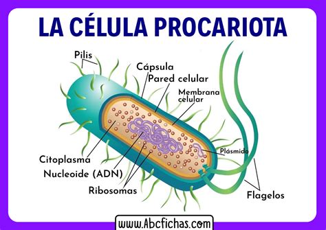 Partes De La Celula Procariota Y Sus Funciones Compartir Celular Gambaran