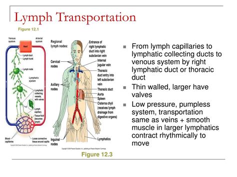 Ppt Lymphatic System And Body Defenses Powerpoint Presentation Free