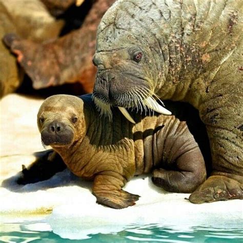 Beautiful Baby Walrus Cute Baby Animals Baby Walrus Animals Beautiful