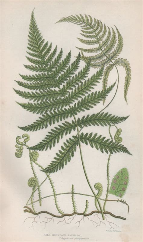 1855 Ferns Art Print Antique Botanical Illustration Flora Etsy