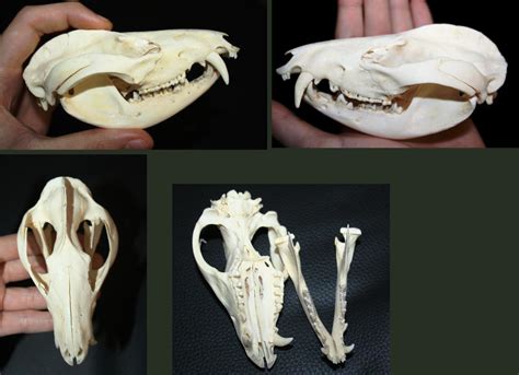 Opossum Skull By Nimgaraf On Deviantart