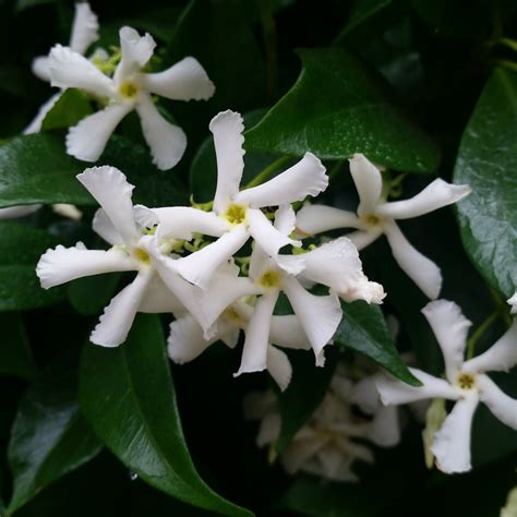 Trachelospermum Jasminoides Star Jasmine Mid Valley Trees