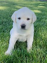 Why buy a labrador retriever puppy for sale if you can adopt and save a life? White Labrador Retriever Puppy Litters | Coal Creek ...