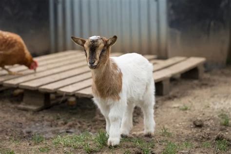 Fun Pygmy Goat Facts For Kids Kidadl