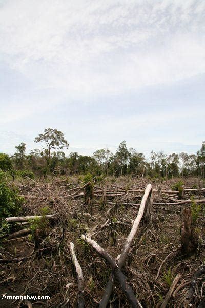 Sustainable Agriculture In Rainforests