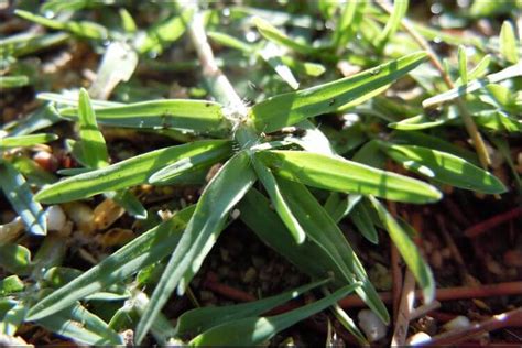 Complete Guide On How To Grow Bermuda Grass