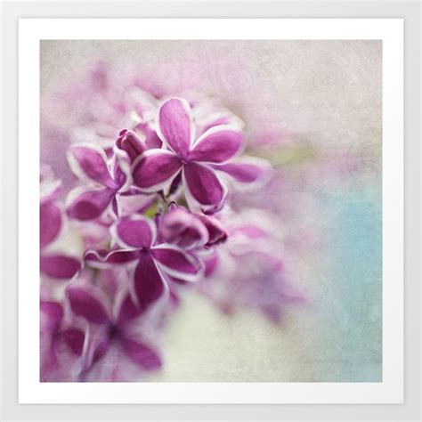 Buy Lilac Art Print By Sylviacookphotography Worldwide Shipping