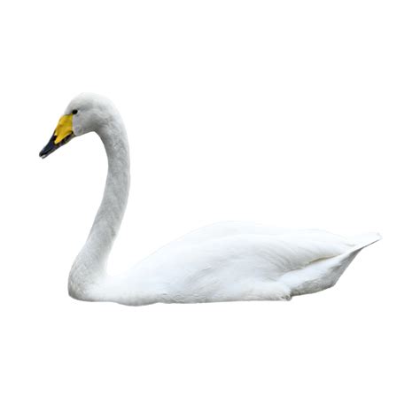 Birds White Swan Poultry Animal Feather Birds White Swan Swan Png