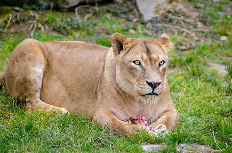 Lionne Lion Femelle Mammifère Photo Gratuite Sur Pixabay