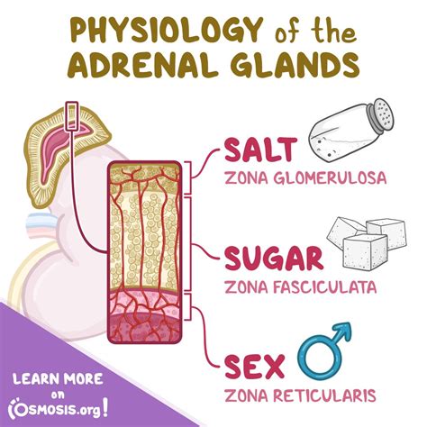 Adrenal Suprarenal Glands Pancreas Sex Glands Gonads My Xxx Hot Girl