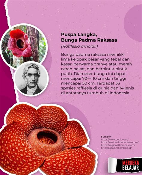 MerdekaBelajar On Twitter Bunga Nasional Indonesia Merupakan Flora