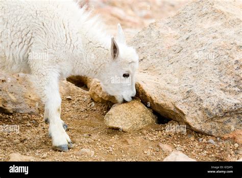 Baby Mountain Goat Foraging Stock Photo Alamy