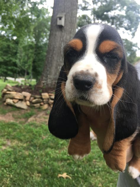 Find free puppies near me, adopt a puppy, buy puppies direct from kennel breeders and puppy owners in yemen. Basset Hound Puppies For Sale | Chattahoochee Hills, GA ...